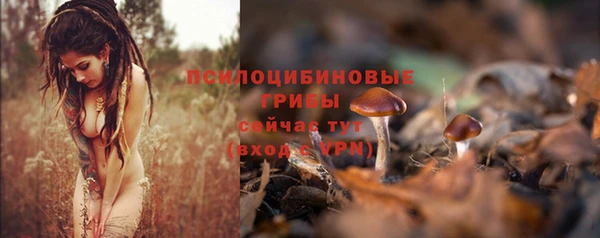 шишки Абаза