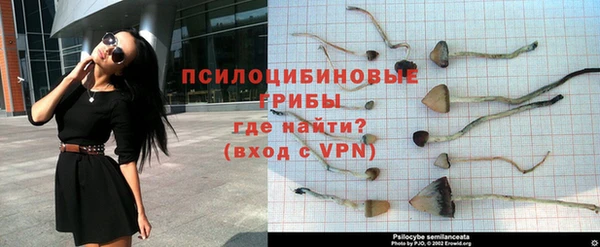 сатива Абинск
